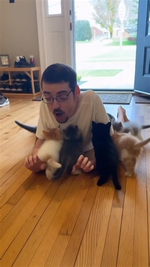 Ricky Berwick on Instagram: "#kittens are awful"