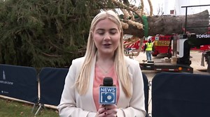 Rockefeller Center Christmas tree cut down in Stockbridge Massachusetts