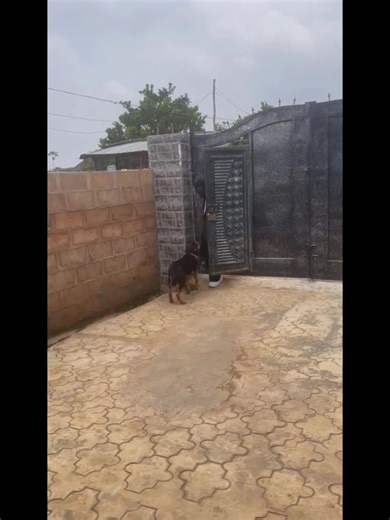 8.8K views · 214 reactions | 7 MONTHS old German shepherd dog was toothless  | 12Months | Facebook