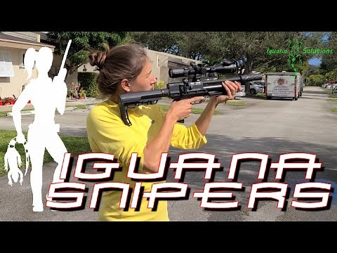 Iguana Snipers #89: Iguana Solutions hunts down green and spiny tailed iguanas around Broward, FL