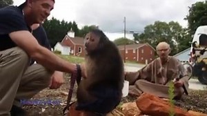 Capuchin MonkeyBoo has a Hilarious reactionn to floating Monk (Special Head) !Watch MonkeyBoos Reaction He doesnt know what to think about him!! what a funny Monkey! #MonkeyBoo #MonkeyBooCrew | MonkeyBoo