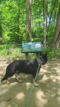 Our Wonderful Hike 🐕‍🦺🚶‍♀️In Vernon Hills IL #workinglinegsd #germanshepherd ‪@AtomicCJ‬
