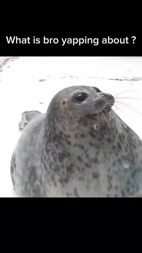 Understanding Seal Behavior in Marine Life