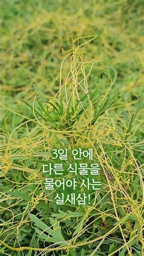 3일 안에 다른 식물을 물어야 사는 실새삼 ㅣ 2025.7.25.(토) #실새삼 #기생식물 #오대산자연명상마을 #강원도여행