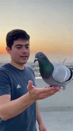 Programando palomas #shortviral #programador #algoritmo #developer #programming #tech #programacion