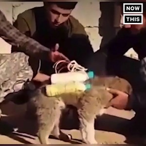 1.9M views · 1.1K reactions | A puppy with a bomb strapped to its back was allegedly rescued from ISIS forces | NowThis | Facebook