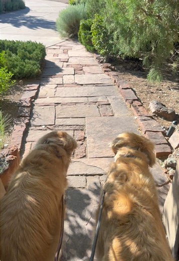 Life a pet sitter #petsitter #dogwalker #dogsitter