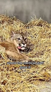 9.3K views · 351 reactions | Grateful big cat #animals #pets #love #shorts | Paws Life | Facebook