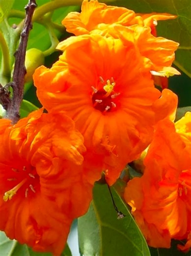 Indigenous to Hawaii, the KOU tree had many uses to our Hawaiian people. It's wood was used to make umeke (Calabash bowl); it's leaves, when dried, were used as kapa dye and to dye fish lines for our lawai'a (fisherman); it's beautiful flowers to make lei; and it's large shade of branches to hold worship services for our Ali'i (high chiefs and chiefesses) and their people, following the arrival of Christian missionaries to Hawaii in 1820. @DA B U T FUL1 #hawaii #History #church #jesuschrist #sto