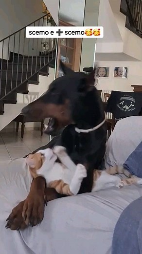 #Dobermann and cat they #cuddle 😭😂🤩😍 Tik Tok 👉@faustotondo #arispedigree | Dogs In The World
