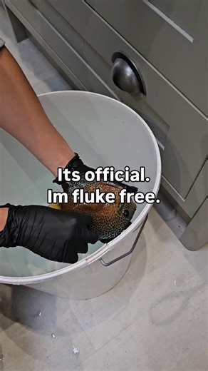 So, health check is complete. Thank you, @londonaquaticvet. It is seems I maybe more of a problem than parasites or flukes. Seems there are none in this tank but fluctuating parameters and not quite the right food in the right amounts may be the issue. I've got some excellent advice and a good plan. The waters good most of the time, the fish are healthy. But it seems as always its the stress factors, weakened immunity and a few errors all adding up to issues. Meanwhile, 2 hours after her sedatio