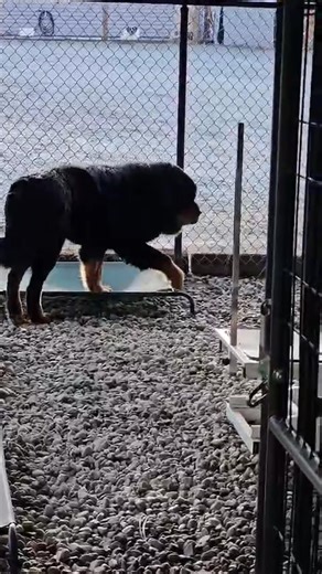 2K views · 44 reactions | Tibetan Mastiff Rescue, Inc. on Reels | Facebook