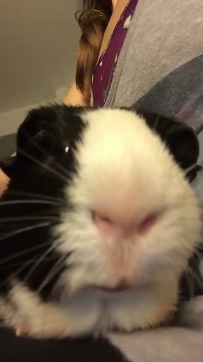 Guinea pig crying in distress!