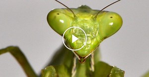ScienceTake | The Leaping Mantis