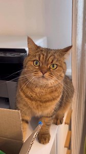 136K views · 2.7K reactions | The cat Nika wanted to find a best product  #cat #catsofinstagram #gato #reels | NKM TOY | Facebook