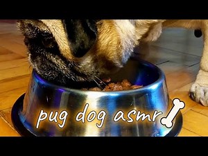 🐶 CUTE PUG EATING SOUNDS ASMR | ADORABLE BURPS & TINGLY SOUNDS