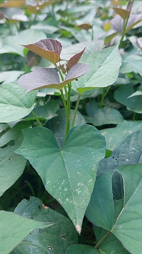  SMART FEEDING: WHY SWEET POTATO LEAVES ARE EVERY SNAIL FARMER'S...