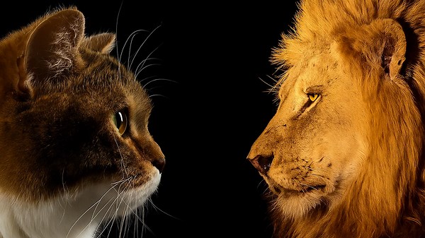 Fierce Feline Battles: Watch the Cat Who Took on Alligators, Eagles, and Snakes