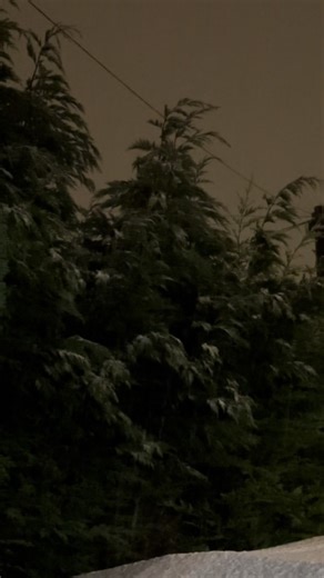 Embrace the Beauty of Falling Snow This Winter