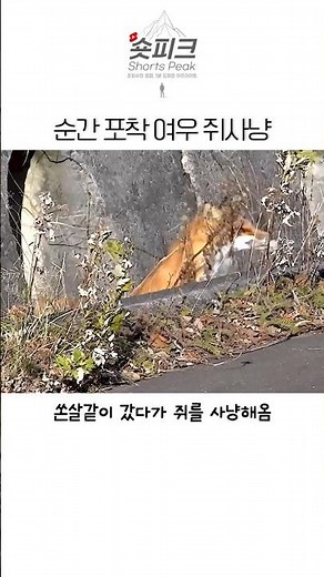 순간포착 야생 여우의 로드 사냥