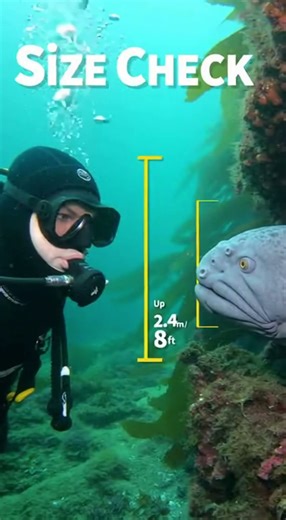 Everything You Need to Know About the Wolf Eel (Anarrhichthys ocellatus)