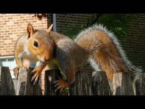 Proof That Small Steps Lead to Big Changes, Baby Squirrel’s Journey! (Inspirational Message)