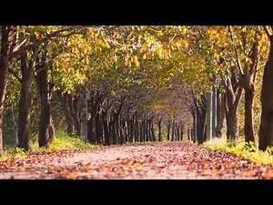 秋の風 落ち葉 フリー動画素材