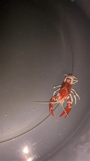 155K views · 1.4K reactions | Baka may matutunan ka lang勺 Huwag mo lang tapusinn #color #AustralianRedClawCrayfish | Vons Crayfish Worldd | Facebook