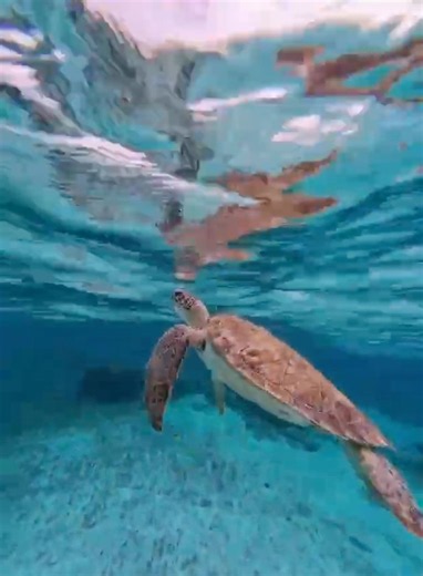 Snorkel with the Turtles with Portofino Belize Diving