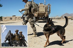 American Humane group says US left military dogs behind in Afghanistan