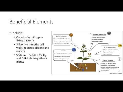 Plant Nutrients: Micronutrients