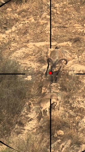 Ibex Hunting 🐐| Caccia allo stambecco | Chasse au bouquetin