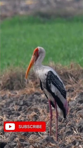 Beautiful Bird Nikon D500 Wildlife photography l Bird photography#birds #nature #wildlife #shorts