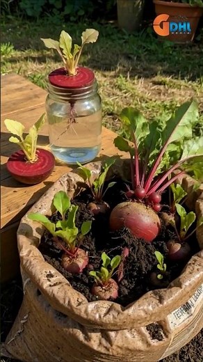 Growing Beets in Water and Soil - Full Harvest #gardening #container #shorts