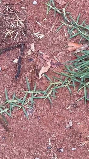 Let's walk in the yard together and see what is blooming now. It's hot and humid in south Alabama today. I bought a bottle of deer repellent this week. Hope it works. My coffee table book will be here in November, just in time for all those Christmas presents. The name of it is The Southern Mirror. Get yours preordered today. It's big and beautiful full color pictures glossy paper, fun fun stuff in it plus all kinds of stories and everything. Hours of fun and excitement. | Cooking with Brenda Ga