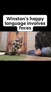 So funny how a lizard can have a love language involving faces. | Winston the Tegu