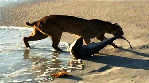 Bobcat snatches shark out of the ocean