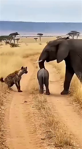 Wow😧 amazing Ai video 100m 🐶🐱🐭🐹🐰🦊🐻🐼🐻‍❄️🐨🐯🦁🐮🐷🐽🐸🐵🐔🐧🐦🐤🦆🦅🦉🦇🐺🐗🐴🦄🐝🪱🐛🦋🐌🐚🦟🐞🐜🪲🦗🕷🕸🐢🐍🦎🦖🦕🦂🦀🦑🐙🦞🦐🐠🐟🐡🐬🦈🐊🐆🐅🦓🦬🐃🐂🐄🦌🦛🐪🦒🦘🦣🦏🦍🐖🦙🐐🐏🐕🐩🦮🐈‍⬛🪶🐓🦤🦚🦜🦢🦩🕊🐇🐁🦝🦥🦡🦫🐾🐲 wow amazing this ai real video 100m view 🔥 #animalsoftiktok #ai #wildlife #petlife #Nature