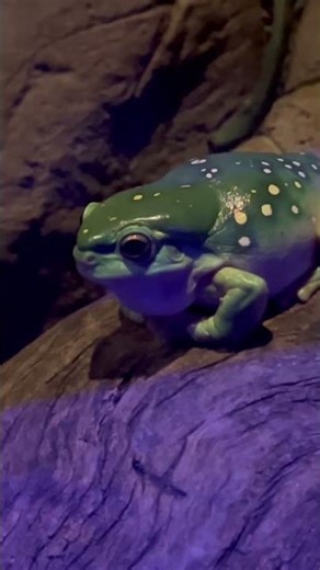 Meet the Magnificent Tree Frog (Litoria splendida)!