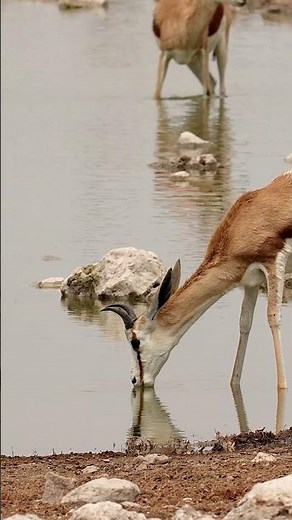 Springbok in the Etosha National Park, Namibia.