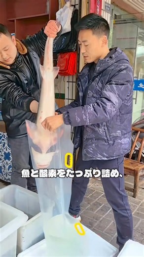 Live fish delivered to your door? Japan's amazing freshness distribution technology! #LiveFishDel...