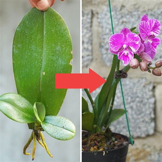 Efficient Methods for Promoting Orchid Leaf Sprouting🌸 | Diy Garden World