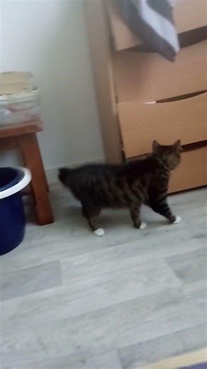 #chat #chaton #cat #kitten #chaton #cute #pets #funny #animals #love #animaux