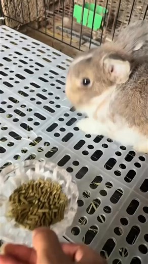 This rabbit nuh wann dat | White Yardie