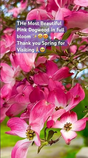 😍Dogwood Tree in Full Bloom ✨#dogwoodFlowers #youtubeshorts #beautifulflowers #naturalflowers