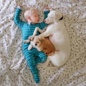 322K views · 8.9K reactions | This dog was scared of everything until she met this amazing little boy! ❤️ | Go Fetch | Facebook