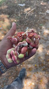 Gorash Aamli 😍 | Hanif Hasmani