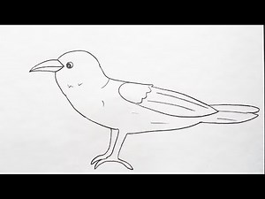 How To Draw A Raven Bird