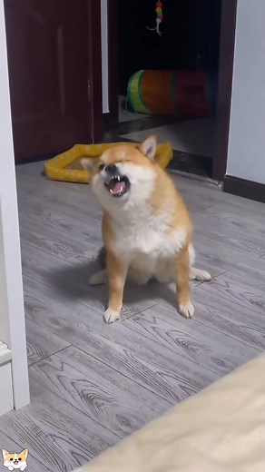 18 reactions | Funny dogs 藍藍#dog#dogsoftiktok#fyp#foryou#funnydog | Fame Rush | Facebook