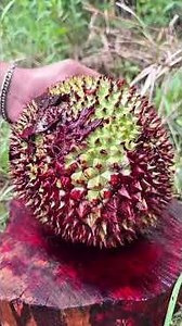 red durian😍 #fruitlovers #fruit #foodie #nature #shorts